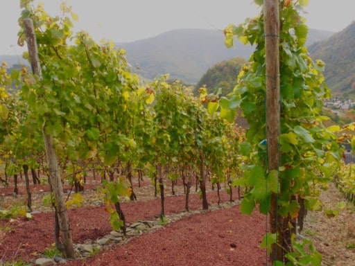 Uitgeperste druiven terug als bemesting in de wijngaard.