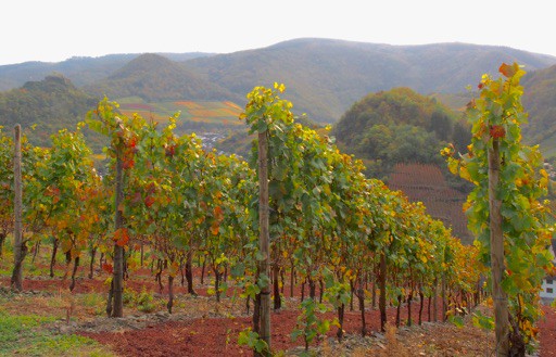 De uitgeperste druiven brengen nog meer kleur in de wijngaard.