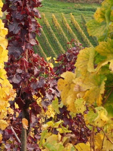 In de herfst zijn de kleurcontrasten in de wijngaarden vaak heel groot. Donkerrood tegen goud geel: hoe sprekend kunnen kleuren zijn.