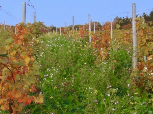 Een biologische wijnboer zet, ter bemesting een keur aan bloemen tussen de wijnstokken. 