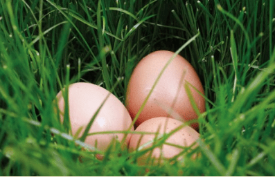 Het ene ei is het andere niet. Hoe vrolijk en vrij een kip leeft draagt bij aan de kwaliteit van het ei.